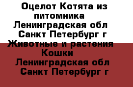 Оцелот.Котята из питомника. - Ленинградская обл., Санкт-Петербург г. Животные и растения » Кошки   . Ленинградская обл.,Санкт-Петербург г.